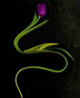 Tulipe 06